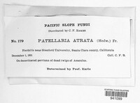 Patellaria atrata image